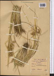 Carex pseudocyperus L., Middle Asia, Northern & Central Kazakhstan (M10) (Kazakhstan)