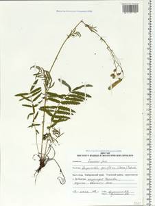 Poterium tenuifolium var. alba (Trautv. & C. A. Mey.), Siberia, Russian Far East (S6) (Russia)