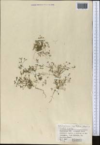 Psammogeton capillifolium (Regel & Schmalh.) Mousavi, Mozaff. & Zarre, Middle Asia, Pamir & Pamiro-Alai (M2) (Kyrgyzstan)