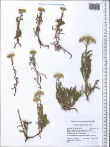 Achillea arabica Kotschy, Middle Asia, Pamir & Pamiro-Alai (M2) (Kyrgyzstan)
