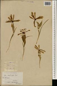 Iris ventricosa Pall., South Asia, South Asia (Asia outside ex-Soviet states and Mongolia) (ASIA) (China)