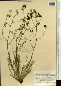 Crepidiastrum tenuifolium (Willd.) Sennikov, Mongolia (MONG) (Mongolia)