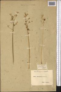 Ornithogalum fischerianum Krasch., Middle Asia, Northern & Central Kazakhstan (M10) (Kazakhstan)