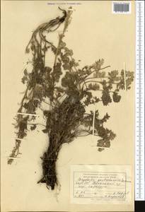 Corydalis gortschakovii Schrenk, Middle Asia, Western Tian Shan & Karatau (M3) (Kyrgyzstan)