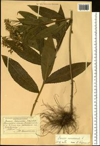 Senecio nemorensis L., Siberia, Russian Far East (S6) (Russia)