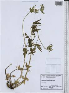 Delphinium cheilanthum Fisch. ex DC., Siberia, Western Siberia (S1) (Russia)