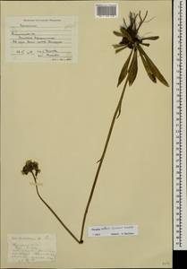 Pilosella cymosa subsp. vaillantii (Tausch) S. Bräut. & Greuter, Eastern Europe, North-Western region (E2) (Russia)