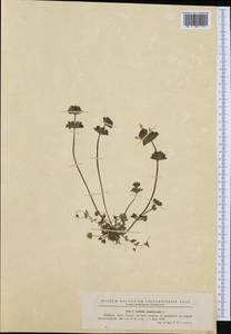 Lamium amplexicaule L., Western Europe (EUR) (Romania)