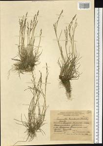 Puccinellia pumila (Macoun ex Vasey) Hitchc., Siberia, Russian Far East (S6) (Russia)