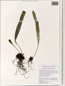 Lepisorus, South Asia, South Asia (Asia outside ex-Soviet states and Mongolia) (ASIA) (Vietnam)
