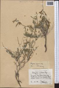 Astragalus spryginii Popov, Middle Asia, Western Tian Shan & Karatau (M3) (Tajikistan)