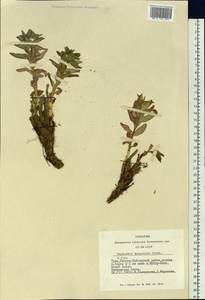 Euphorbia mongolica (Prokh.) Prokh., Siberia, Altai & Sayany Mountains (S2) (Russia)