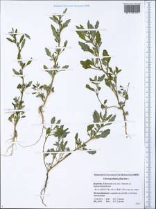 Oxybasis glauca (L.) S. Fuentes, Uotila & Borsch, Siberia, Baikal & Transbaikal region (S4) (Russia)