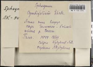 Sphagnum palustre L., Bryophytes, Bryophytes - Middle Russia (B6) (Russia)