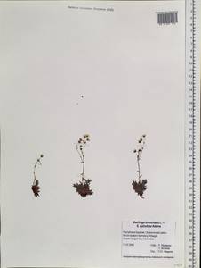 Saxifraga bronchialis, Siberia, Baikal & Transbaikal region (S4) (Russia)