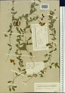 Lathyrus tuberosus L., Siberia, Western (Kazakhstan) Altai Mountains (S2a) (Kazakhstan)
