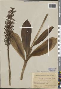 Orchis purpurea Huds., Caucasus, Krasnodar Krai & Adygea (K1a) (Russia)