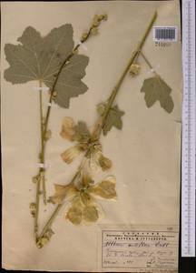 Alcea nudiflora (Lindl.) Boiss., Middle Asia, Pamir & Pamiro-Alai (M2)