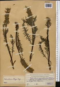 Pedicularis olgae Regel, Middle Asia, Western Tian Shan & Karatau (M3) (Kazakhstan)