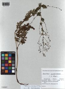 Thalictrum foetidum subsp. foetidum, Siberia, Altai & Sayany Mountains (S2) (Russia)