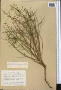 Chondrilla ambigua Fisch. ex Kar. & Kir., Middle Asia, Caspian Ustyurt & Northern Aralia (M8) (Kazakhstan)