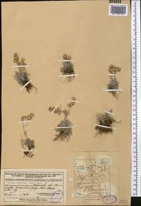 Omalotheca supina (L.) DC., Middle Asia, Dzungarian Alatau & Tarbagatai (M5) (Kazakhstan)