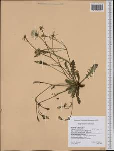Hypochaeris radicata L., Western Europe (EUR) (United Kingdom)