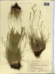Festuca ovina L., Eastern Europe, South Ukrainian region (E12) (Ukraine)