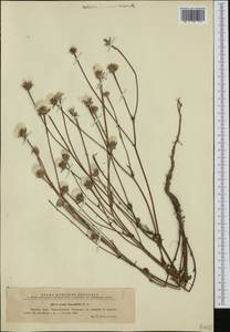 Crepis foetida subsp. rhoeadifolia (M. Bieb.) Celak., Western Europe (EUR) (Romania)