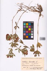 Trifolium lupinaster L., Eastern Europe, Eastern region (E10) (Russia)