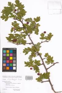 Crataegus rhipidophylla Gand., Eastern Europe, Central forest-and-steppe region (E6) (Russia)