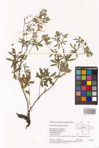 Potentilla thuringiaca Bernh. ex Link, Eastern Europe, Central region (E4) (Russia)