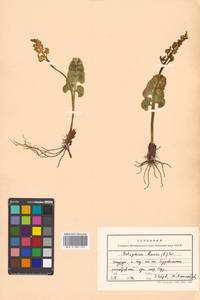 Botrychium lunaria (L.) Sw., Siberia, Russian Far East (S6) (Russia)