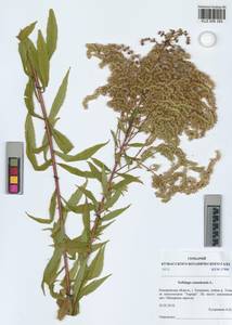 Solidago canadensis L., Siberia, Altai & Sayany Mountains (S2) (Russia)