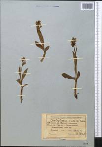 Dactylorhiza viridis (L.) R.M.Bateman, Pridgeon & M.W.Chase, Middle Asia, Northern & Central Tian Shan (M4) (Kyrgyzstan)