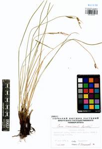 Carex erawinensis Korotky, Siberia, Baikal & Transbaikal region (S4) (Russia)