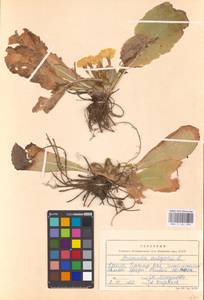 Primula vulgaris Huds., Crimea (KRYM) (Russia)