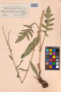 Cirsium schantarense Trautv. & C.A.Mey., Siberia, Russian Far East (S6) (Russia)