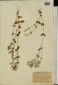 Centaurium erythraea, Eastern Europe, Moscow region (E4a) (Russia)