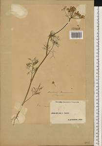 Anethum graveolens L., Eastern Europe, Volga-Kama region (E7) (Russia)