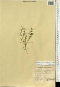 Neotorularia torulosa (Desf.) Hedge & J. Léonard, South Asia, South Asia (Asia outside ex-Soviet states and Mongolia) (ASIA) (Iran)
