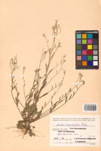 Arabidopsis lyrata subsp. kamchatica (Fisch. ex DC.) O'Kane & Al-Shehbaz, Siberia, Chukotka & Kamchatka (S7) (Russia)