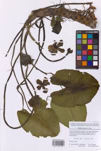 Nuphar lutea (L.) Sm., Eastern Europe, Moscow region (E4a) (Russia)