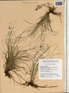 Carex supina Willd. ex Wahlenb., Eastern Europe, Central forest-and-steppe region (E6) (Russia)