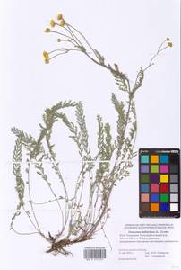 Tanacetum millefolium (L.) Tzvelev, Eastern Europe, Lower Volga region (E9) (Russia)