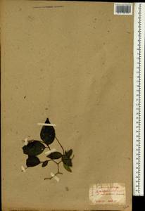 Philadelphus coronarius L., South Asia, South Asia (Asia outside ex-Soviet states and Mongolia) (ASIA) (Japan)