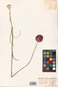 Allium sphaerocephalon L., Eastern Europe, Lower Volga region (E9) (Russia)