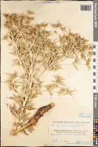 Eryngium campestre L., Eastern Europe, North Ukrainian region (E11) (Ukraine)