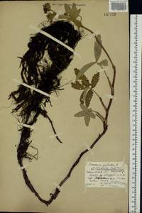 Comarum palustre L., Eastern Europe, Central forest region (E5) (Russia)
