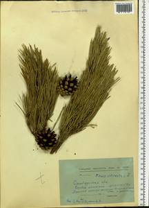 Pinus sylvestris L., Eastern Europe, Eastern region (E10) (Russia)